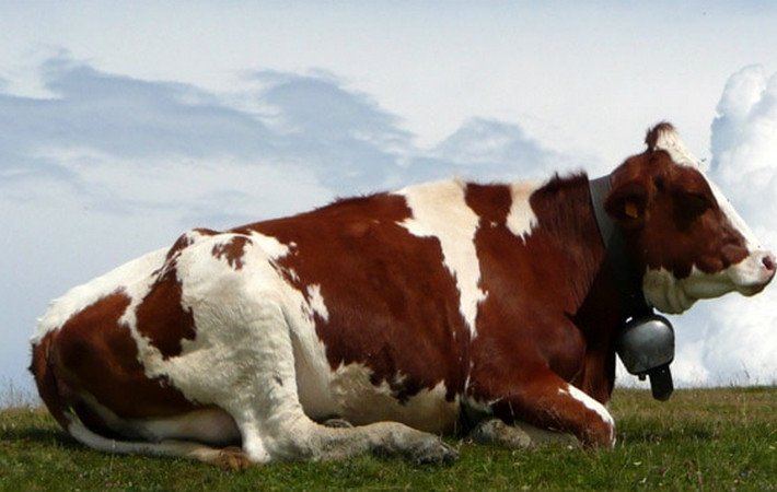 Корова кормит теленка фото
