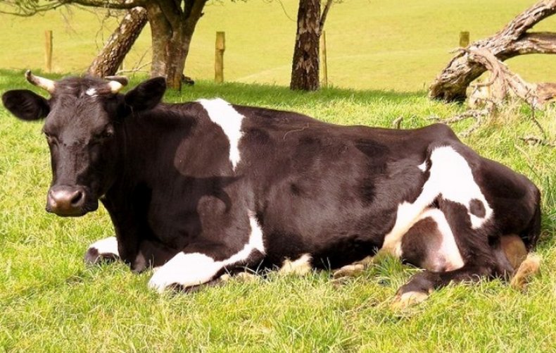 Почему потеет корова