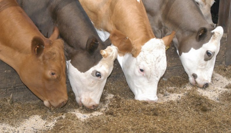 Коровы кушают корм с премиксом
