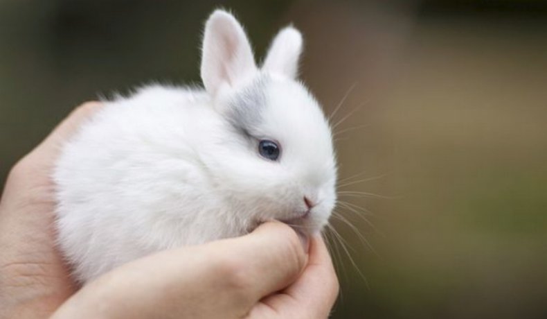 Ручной кролик