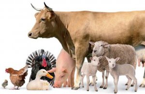 Сельскохозяйственные животные