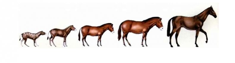 Как эволюционировал конь