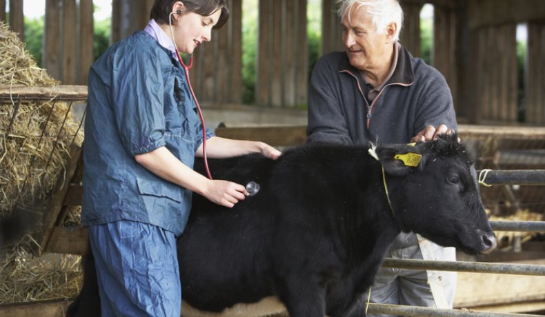 Осмотр коровы, как метод профилактики развития экземы