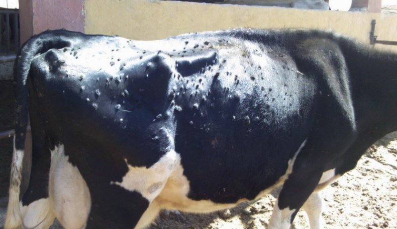 Гиподерматоз у коровы