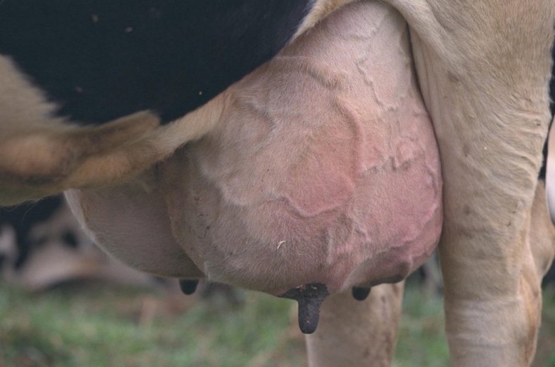 5 основных причин почему коровье молоко горчит