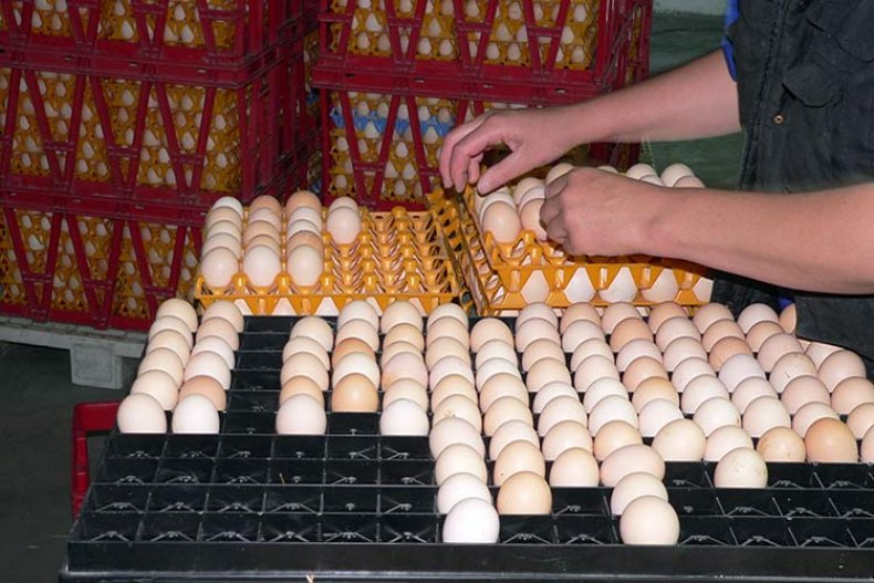 Отбор яиц на инкубацию