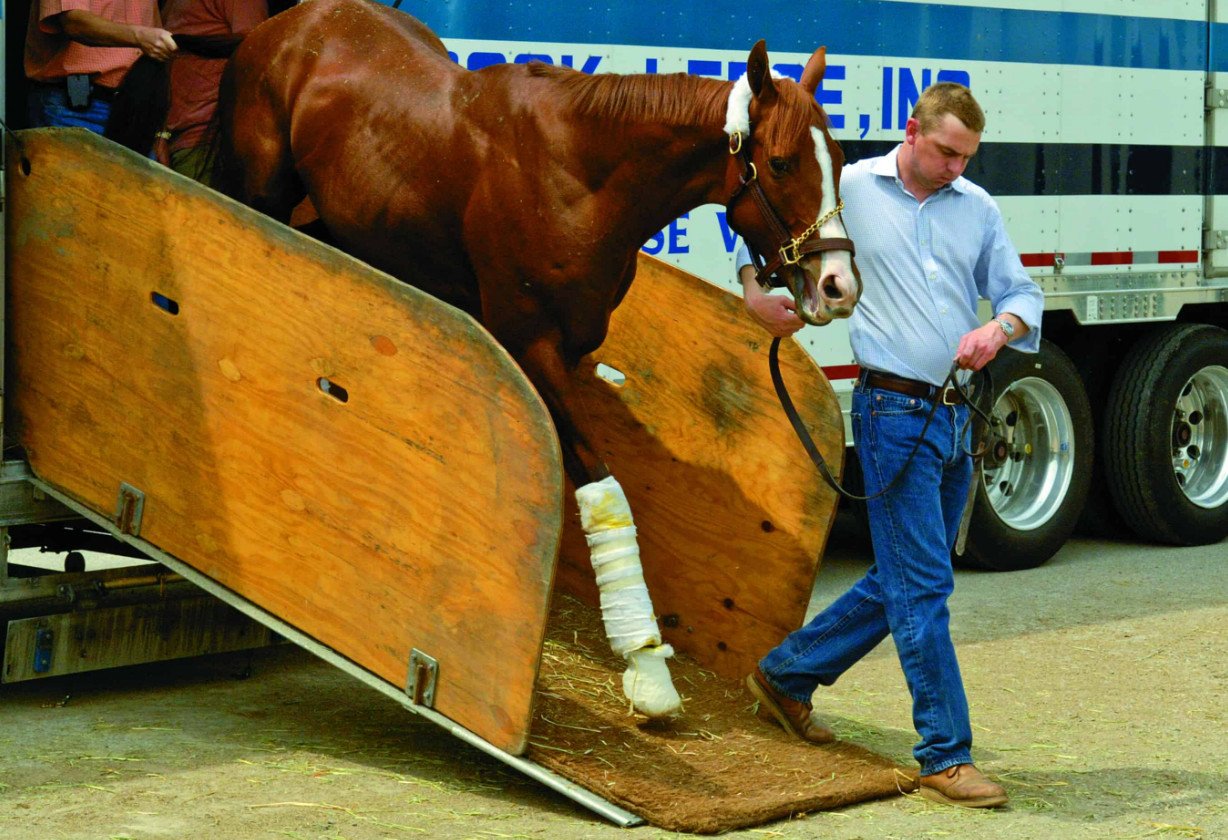 Перевозка лошадей: автотранспортом, поездом и самолётом