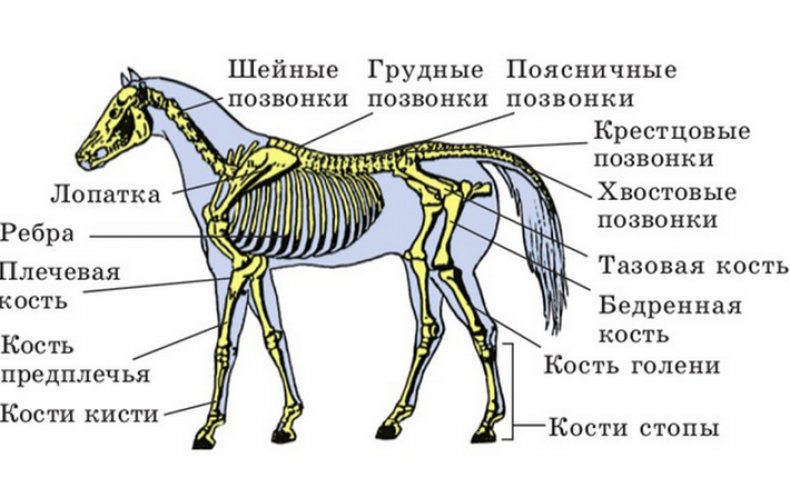 Строение скелета лошади