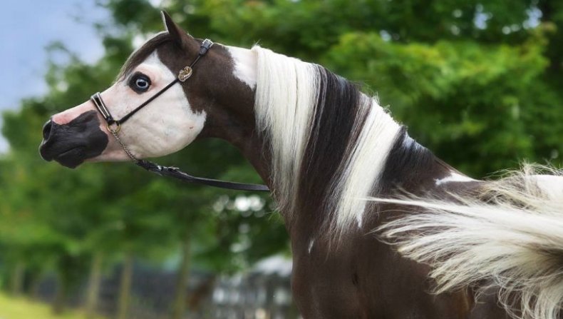 Выставочная лошадь