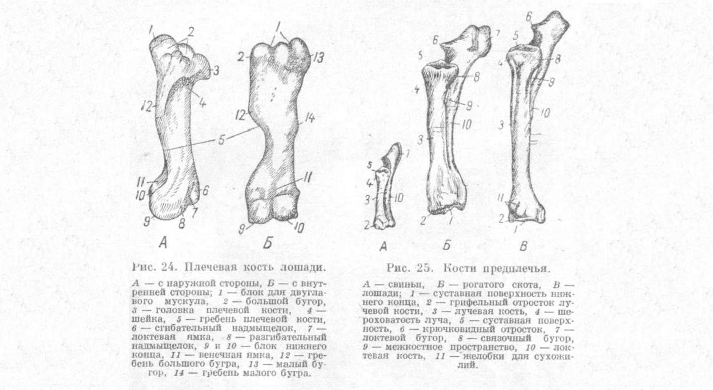 На рисунке изображены конечности ископаемых предков современной лошади к какой группе доказательств