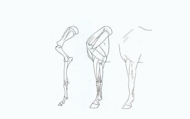 Передние конечности лошади