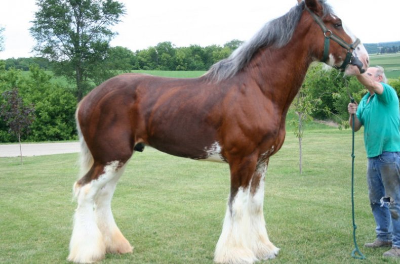Лошадь породы Першерон
