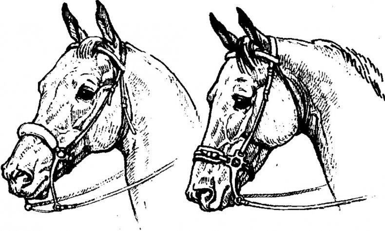 хакамора, лошадь, 3-ий ремешок, безтрензельной узды, заезда молодых, кожаный ремешок