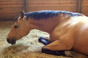 Инфекционная анемия лошадей: причины, симптомы и лечение, профилактика. Инфекционная анемия