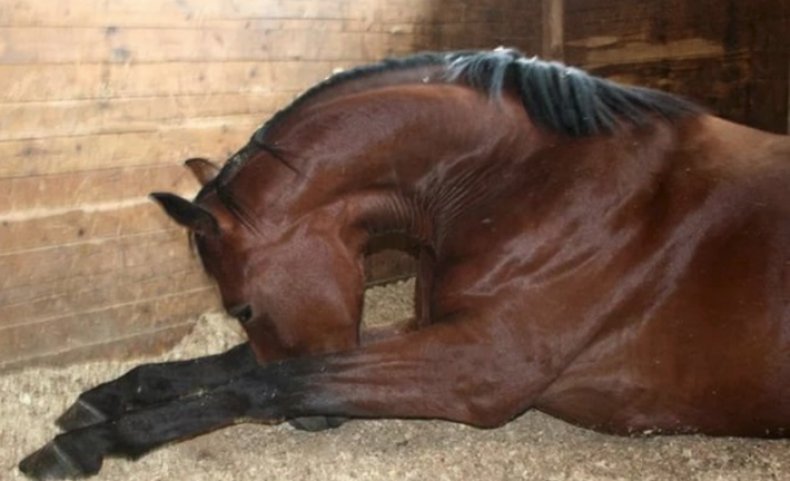 Инфекционная анемия у лошади