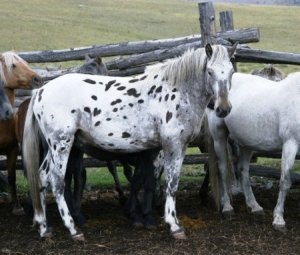 Алтайская порода лошадей история, описание, достоинства и недостатки, фото
