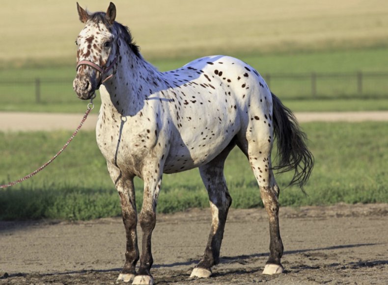 Алтайская лошадь