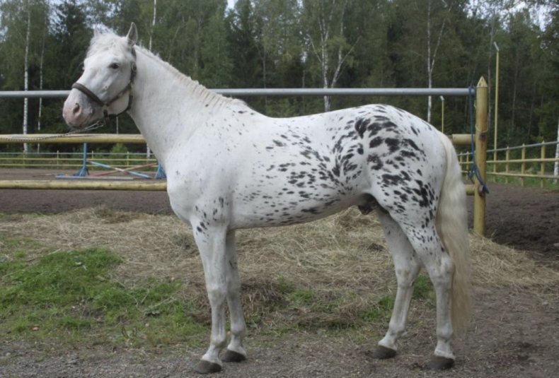 Алтайская порода лошади
