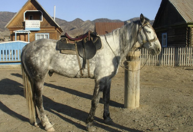 Лошадь алтайской породы
