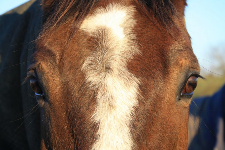Лечение глаз лошадей