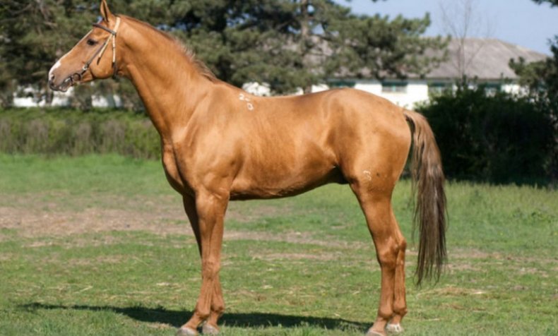 Донская лошадь