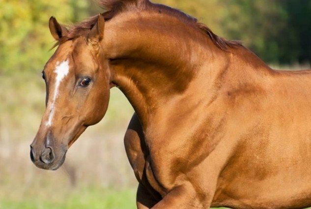 Донская лошадь фото