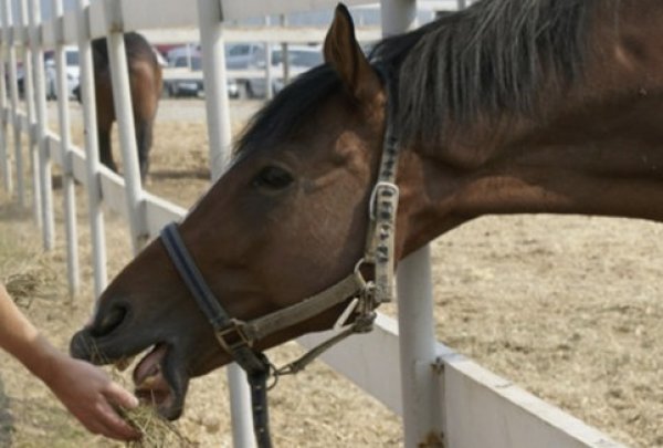 Правила и техника кормления лошадей, их суточный рацион и содержание, уход и разведение животных