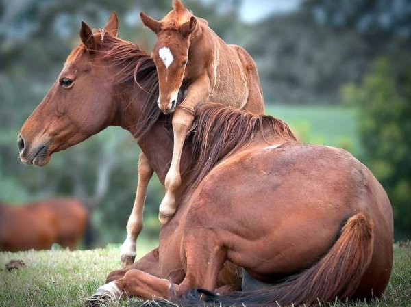 Сколько длится беременность у лошадей, как проходят роды