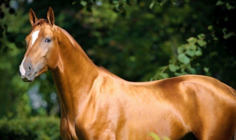 Донская лошадь история, характеристика породы, фото, содержание и уход