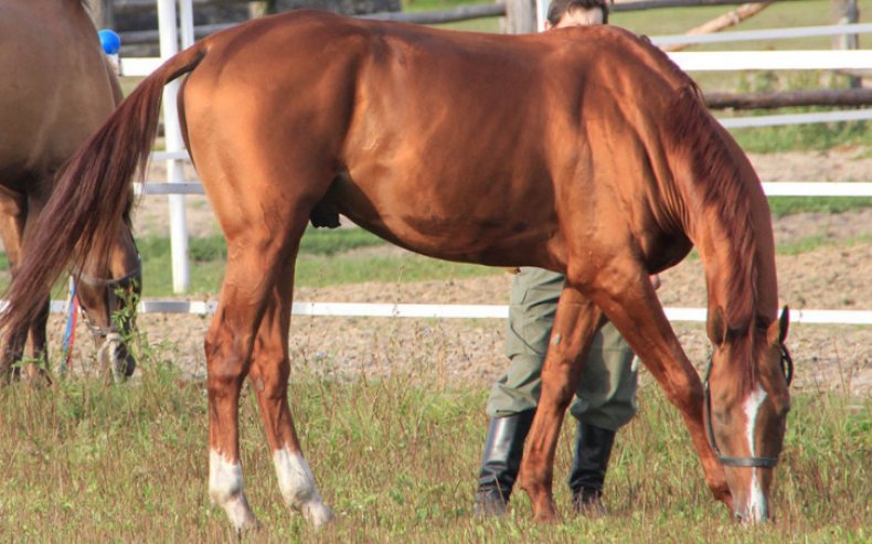 Донская лошадь история, характеристика породы, фото, содержание и уход