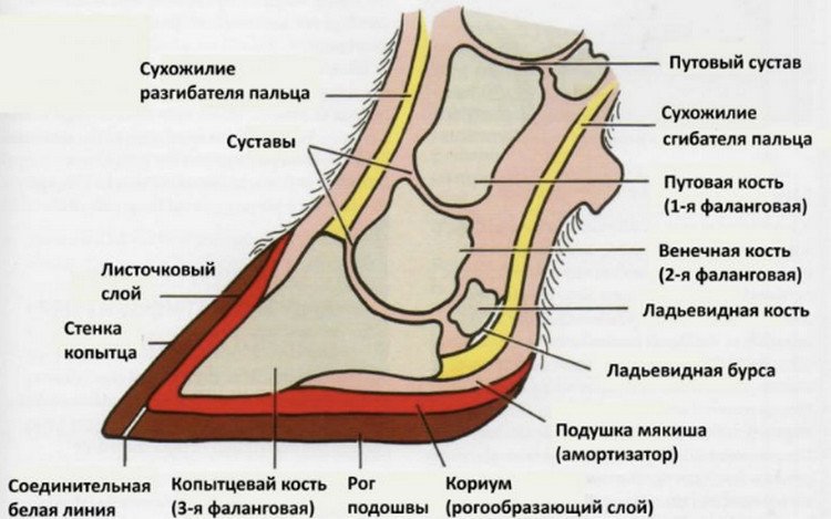 Копыта лошади схема