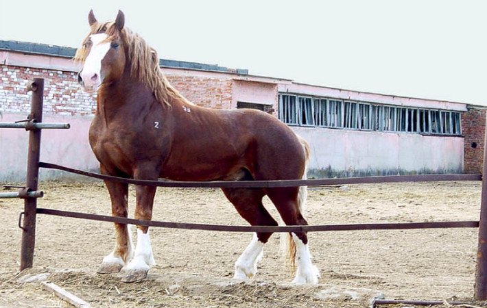 Хавал сколько лошадиных сил