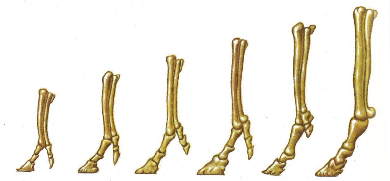 Как называют представленный на рисунке ряд скелетов конечностей предков современной лошади