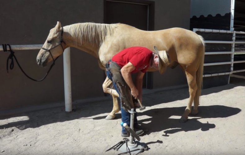 Как подковать лошадь