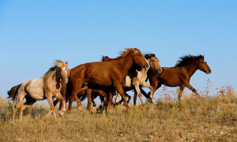 Казахская лошадь