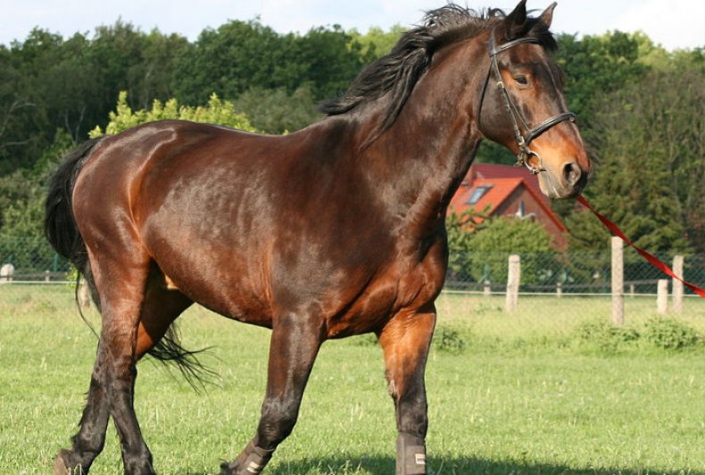 Латвийская порода лошадей