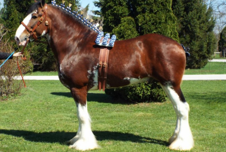 Старая фламандская порода лошадей