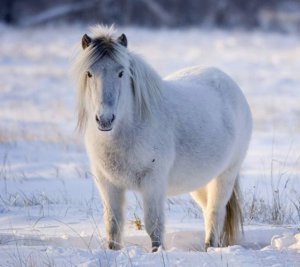 Лошадь якутской породы