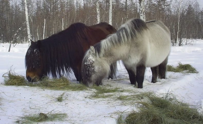 якутский, лошадь, описание, фото, содержание, уход