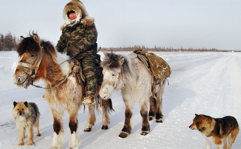 Лошади якутской породы