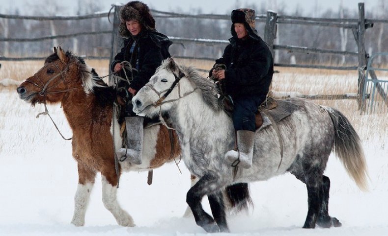 Лошади якутской породы