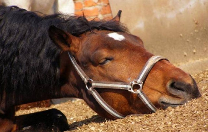 Болезни лошадей (инфекционные, незаразные) симптомы и лечение