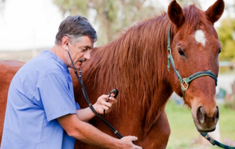 Лошадь с ветеринаром