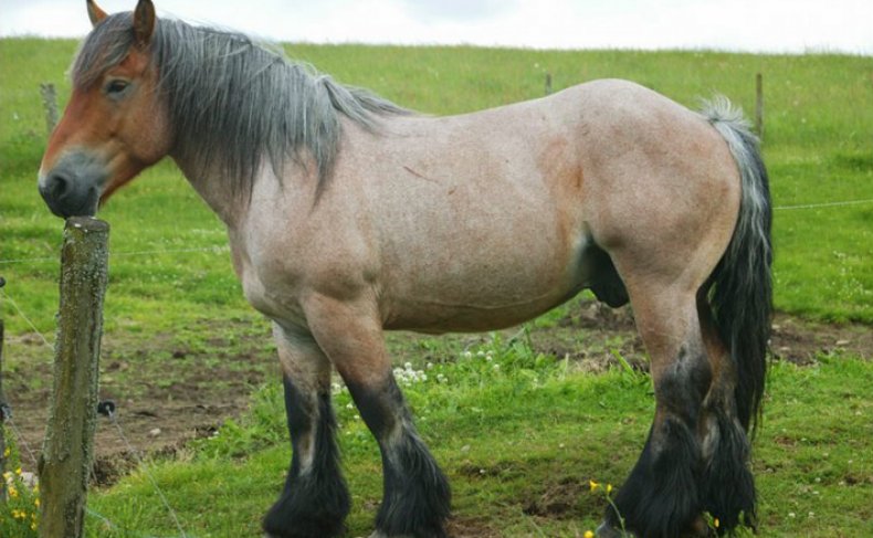 Лошадь арденской породы