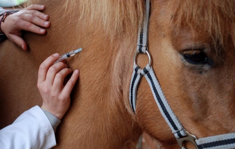 Лечение лошади