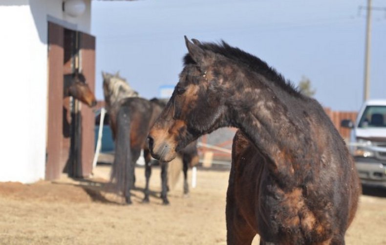 Болезни лошадей (инфекционные, незаразные) симптомы и лечение