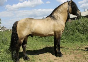 Вятская порода лошадей описание, характер, фото