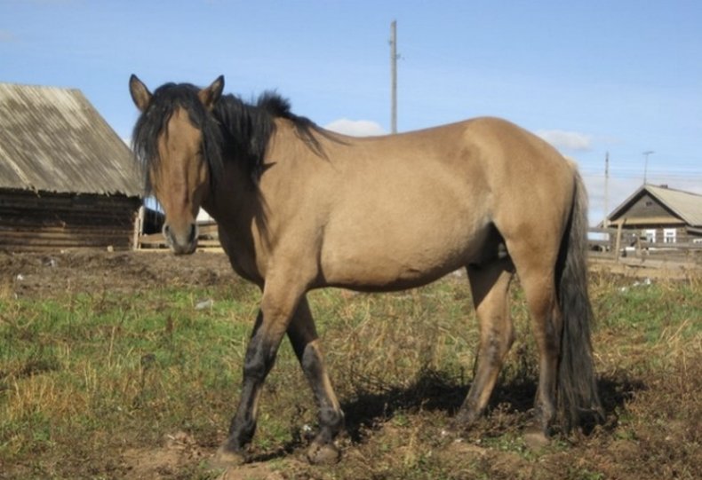 Вятская порода лошадей описание, характер, фото