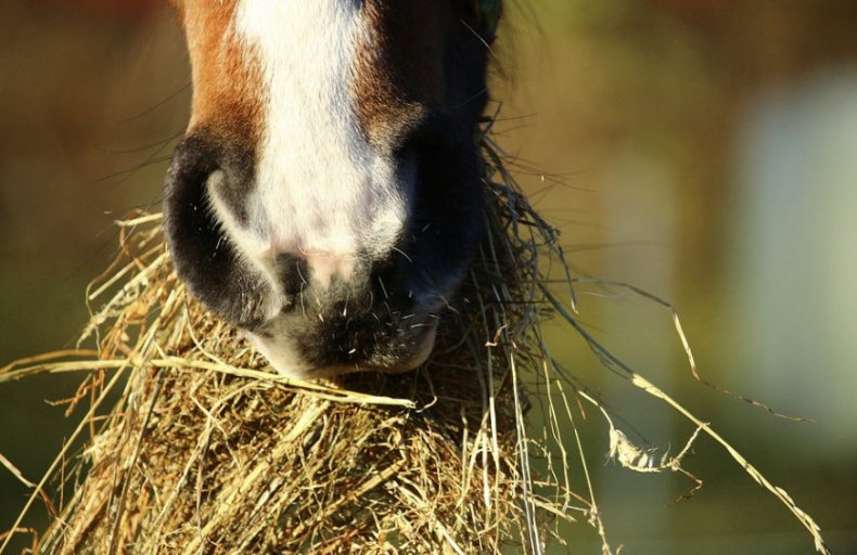 Лошадь ест сено
