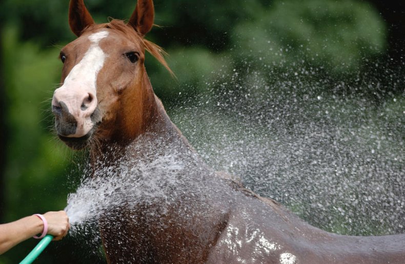 Как быстро сбить температуру у лошади